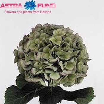 Hydrangea macrophylla Magical Diamond (classic) fotografie