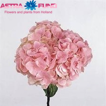 Hydrangea macrophylla Magical Diamond (roze) fotografie