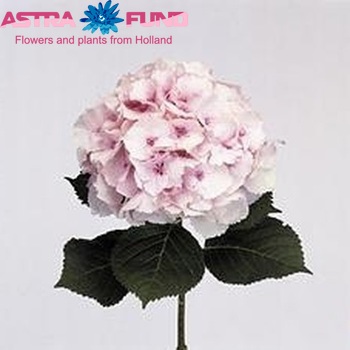 Hydrangea macrophylla Magical Emerald fotografie
