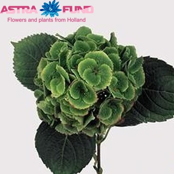 Hydrangea macrophylla Magical Emerald (classic) fotografie
