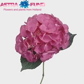 Hydrangea macrophylla Magical Garnet fotografie
