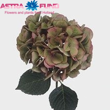 Hydrangea macrophylla Magical Garnet (classic) fotografie