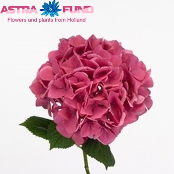 Hydrangea macrophylla Magical Garnet I.P. fotografie
