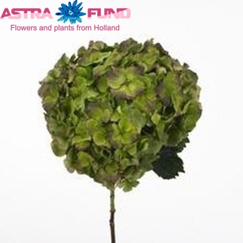 Hydrangea macrophylla Magical Harmony (classic) fotografie