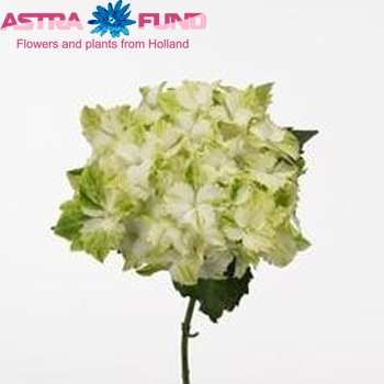 Hydrangea macrophylla Magical Jade fotografie