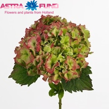 Hydrangea macrophylla Magical Jade (classic) fotografie