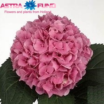Hydrangea macrophylla Magical Jewel fotografie