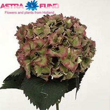 Hydrangea macrophylla Magical Jewel (classic) fotografie