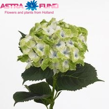 Hydrangea macrophylla Magical Noblesse fotografie