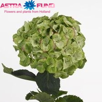 Hydrangea macrophylla Magical Noblesse (classic) fotografie
