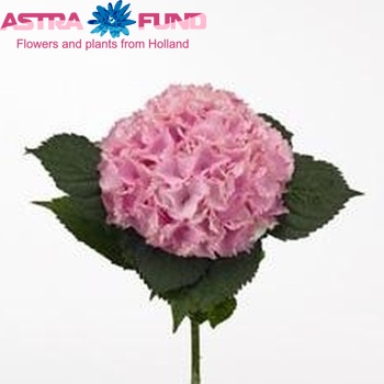 Hydrangea macrophylla Magical Ocean fotografie