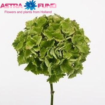 Hydrangea macrophylla Magical Ocean (classic) fotografie