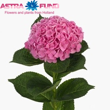 Hydrangea macrophylla Magical Opal fotografie