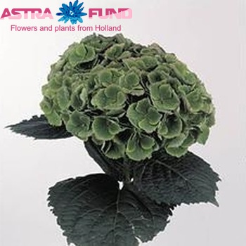 Hydrangea macrophylla Magical Opal (classic) fotografie