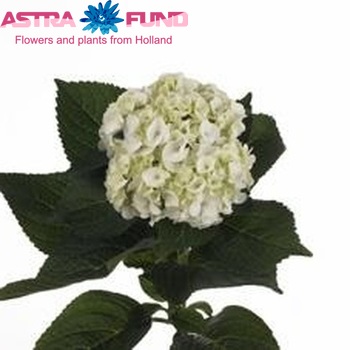 Hydrangea macrophylla Magical Pearl (classic) fotografie