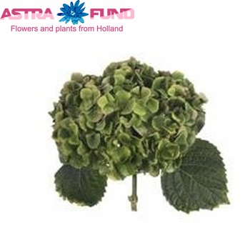 Hydrangea macrophylla Magical Pearl (groen) fotografie