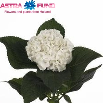 Hydrangea macrophylla Magical Pearl (wit) fotografie