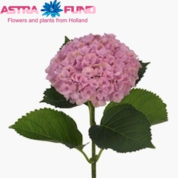 Hydrangea macrophylla Magical Revolution fotografie