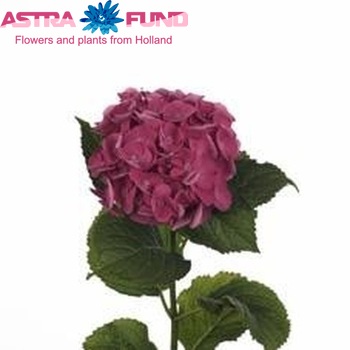 Hydrangea macrophylla Magical Robin fotografie