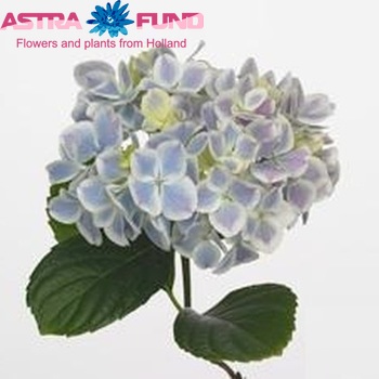 Hydrangea macrophylla Peppermint fotografie