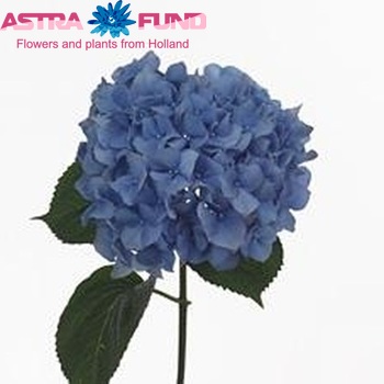 Hydrangea macrophylla 'Pimpernel' fotografie
