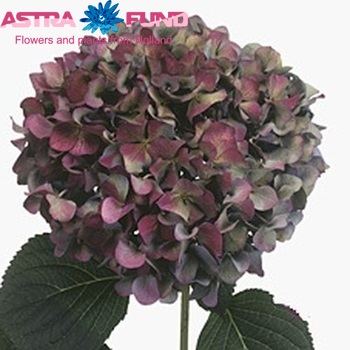 Hydrangea macrophylla 'Pimpernel' (classic) fotografie
