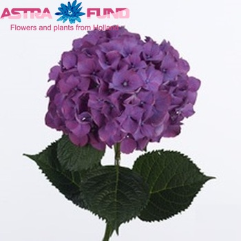 Hydrangea macrophylla 'Purple Haze' fotografie
