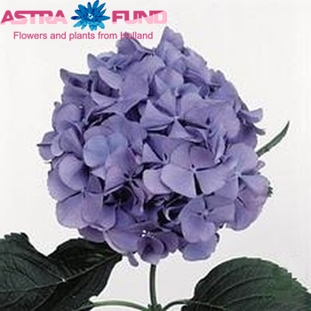 Hydrangea macrophylla 'Renate Steiniger' (blauw) fotografie