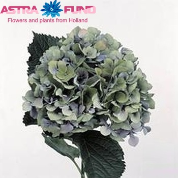 Hydrangea macrophylla 'Renate Steiniger' (classic) fotografie