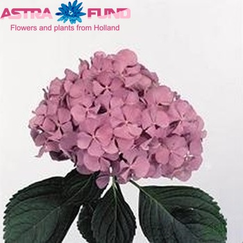 Hydrangea macrophylla 'Renate Steiniger' (roze) fotografie