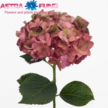 Hydrangea macrophylla 'Rodeo' (classic) fotografie