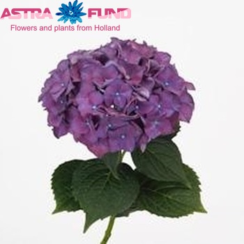 Hydrangea macrophylla 'Rodeo' (paars) fotografie