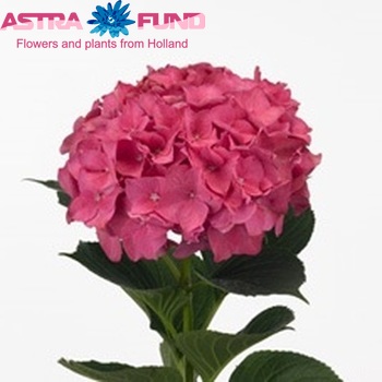 Hydrangea macrophylla 'Rodeo' (rood) fotografie