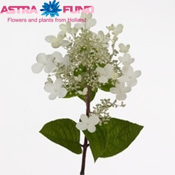 Hydrangea paniculata Early Sensation fotografija