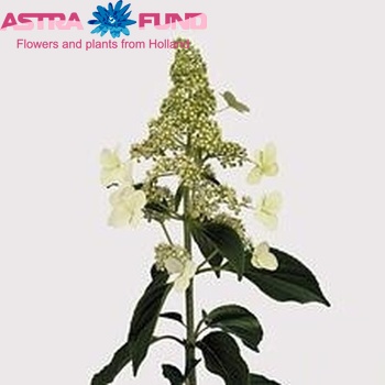 Hydrangea paniculata 'Kyushu' fotografija