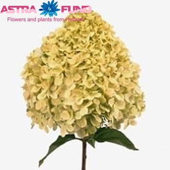 Hydrangea paniculata 'Limelight' fotografija