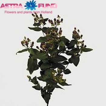 Hypericum  'Excellent Flair' foto