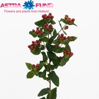 Hypericum  Wild Romance φωτογραφία