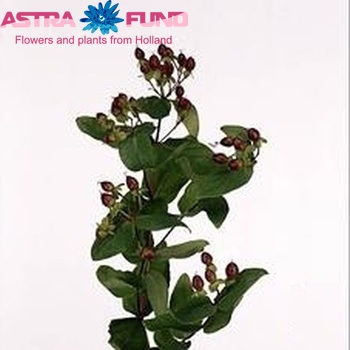 Hypericum androsaemum 'Annemiek' photo