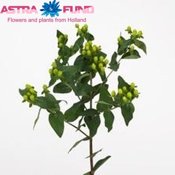 Hypericum androsaemum 'Green Illusion' foto