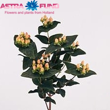 Hypericum androsaemum Funky Flair foto
