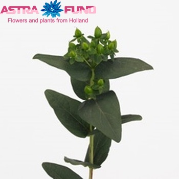 Hypericum androsaemum Forest Flair foto