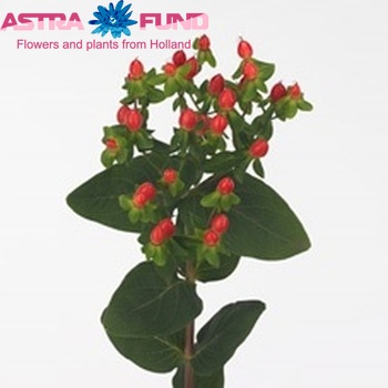 Hypericum androsaemum Fire Flair foto