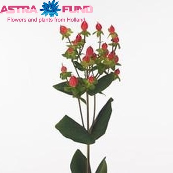 Hypericum androsaemum Fire Classic foto