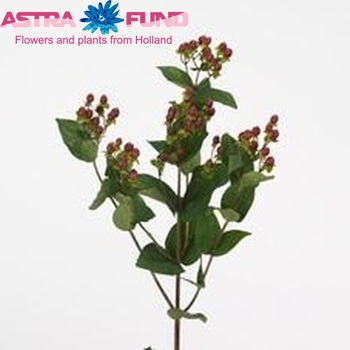 Hypericum androsaemum 'Extreme Illusion' photo
