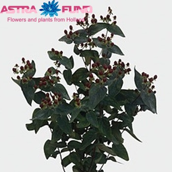 Hypericum androsaemum 'Extravagant' photo