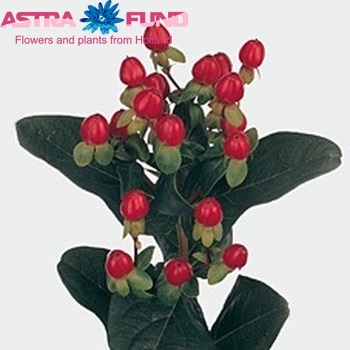Hypericum androsaemum Envy Flair photo
