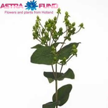 Hypericum androsaemum Emerald Flair photo