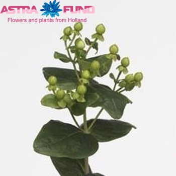 Hypericum androsaemum Emerald Classic photo
