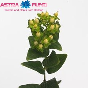 Hypericum androsaemum Cream Classic photo